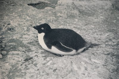 This One Hasnt., c1911, 1913 alkotó: Herbert Ponting