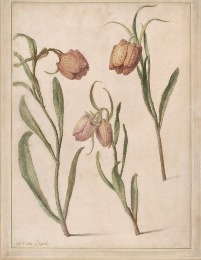 Study of Three Fritillaries, 1683. alkotó: Herman Saftleven the Younger
