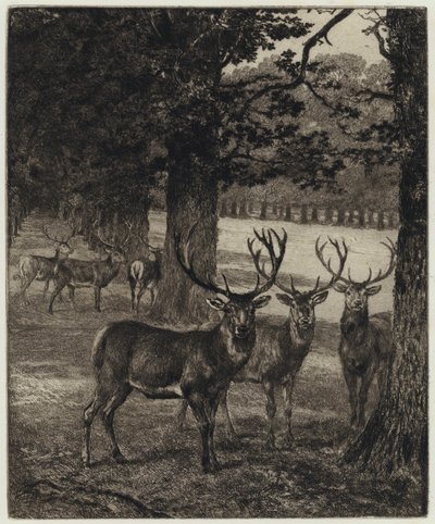 Szarvas a Windsor Parkban (metszet) alkotó: Heywood (after) Hardy