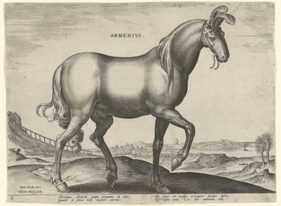 Ló Örményországból (Armenius) örmények (cím a tárgyon) Lófajták az osztrák Don Juan királyi istállójából (sorozat címe) Equile Ioannis Austriaci Caroli (sorozat címe) alkotó: Hieronymus Wierix