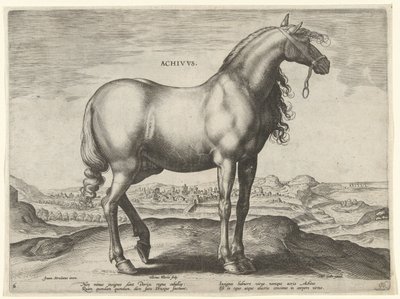 Ló Görögországból (Achivus) Achivvs (cím az objektumon) Lófajták az osztrák Don Juan királyi istállójából (sorozat címe) Equile Ioannis Austriaci Caroli (sorozat címe) alkotó: Hieronymus Wierix