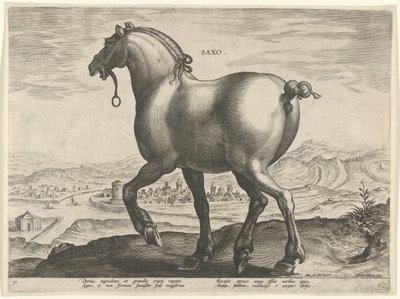 Ló Szászországból Saxo (cím a tárgyon) Lófajták az osztrák Don Juan királyi istállójából (sorozat címe) Equile Ioannis Austriaci Caroli (sorozat címe) alkotó: Hieronymus Wierix