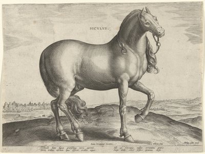 Ló Szicíliából (Siculus) Sicvlvs (cím az objektumon) Lófajták az osztrák Don Juan királyi istállójából (sorozat címe) Equile Ioannis Austriaci Caroli (sorozat címe) alkotó: Hieronymus Wierix