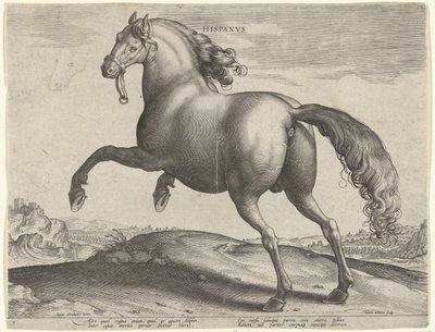 Ló Spanyolországból (Hispanus Alter) Hispanvs (cím az objektumon) Lófajták az osztrák Don Juan királyi istállójából (sorozat címe) Equile Ioannis Austriaci Caroli (sorozat címe) alkotó: Hieronymus Wierix