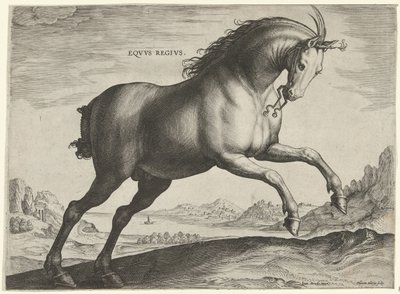 Az Equus Regius (a királyi) fajtájú ló Eqvvs Regivs (cím az objektumon) Lófajták az osztrák Don Juan királyi istállójából (sorozat címe) Equile Ioannis Austriaci Caroli (sorozat címe) alkotó: Hieronymus Wierix