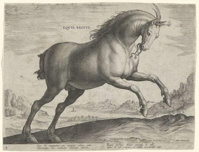 Equus Regius (királyi) fajtájú ló Eqvvs Regivs (cím az objektumon) Lófajták az osztrák Don Juan királyi istállójából (sorozat címe) Equile Ioannis Austriaci Caroli (sorozat címe) alkotó: Hieronymus Wierix