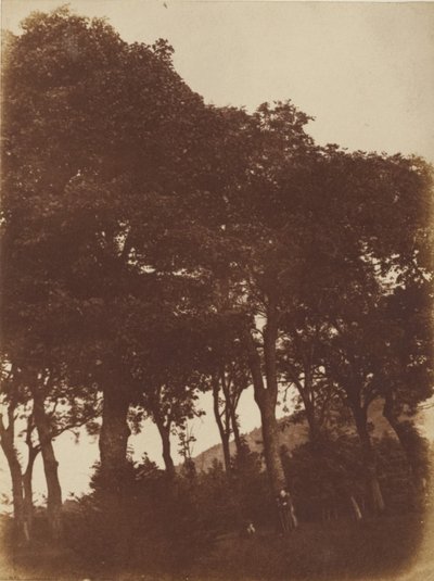 [Mező Bonalyban] alkotó: Hill and Adamson