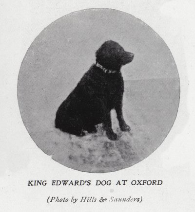 VII. Edward király kutyája az Oxfordi Egyetemen (f/w fotó) alkotó: Hills and Saunders
