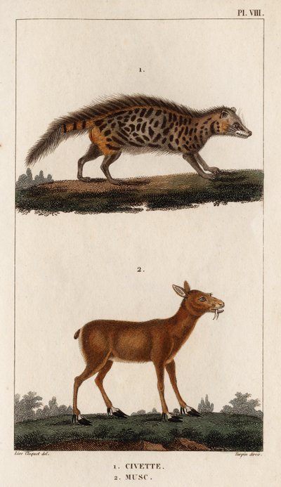 Civet and Musk.” „Fauna des Mdecins vagy az állatok és termékeik története, Hippolyte Cloquet” – 6. kötet – 1825. alkotó: Hippolyte Cloquet