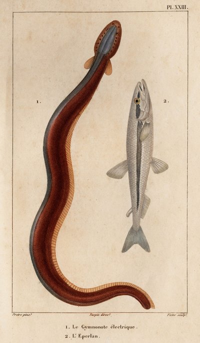 Electric Gymnonote és Smelt.” Fauna des Mdecins vagy az állatok és termékeik története, Hippolyte Cloquet” – 6. kötet – 1825. alkotó: Hippolyte Cloquet