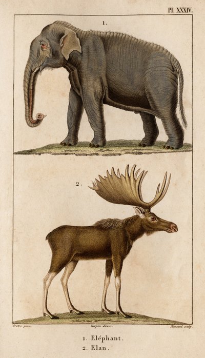 Elefánt és Elan.” „Fauna des Mdecins vagy az állatok és termékeik története, Hippolyte Cloquet” – 6. kötet – 1825. alkotó: Hippolyte Cloquet
