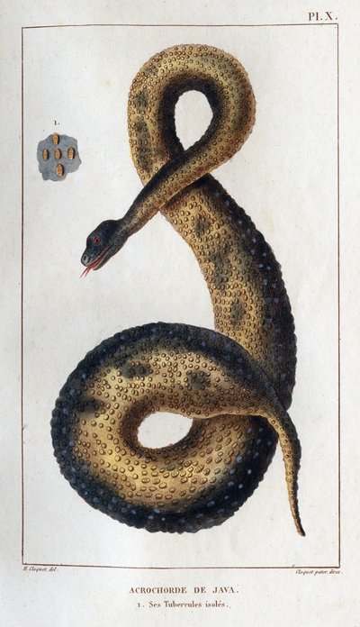 Java acrochord. Szigetelt csövei. Fauna des Mdecins vagy az állatok és termékeik története, Hippolyte Cloquet” – 6. kötet – 1825. alkotó: Hippolyte Cloquet