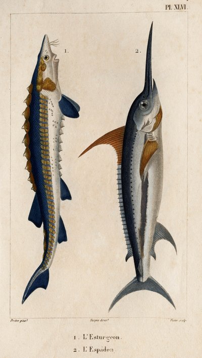 Sturgeon and Swordfish.” „Fauna des Mdecins vagy az állatok és termékeik története, Hippolyte Cloquet” – 6. kötet – 1825. alkotó: Hippolyte Cloquet
