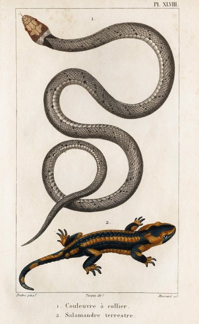 The Collared Snake, Land Salamander.” „Fauna des Médecins avagy az állatok és termékeik története, Hippolyte Cloquet” – 6. kötet – 1825. alkotó: Hippolyte Cloquet