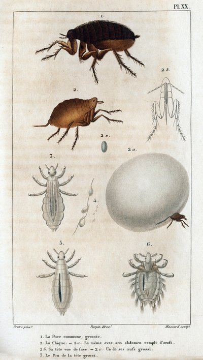 A Közönséges Chic, a Pou.” Fauna des Médecins vagy az állatok és termékeik története, Hippolyte Cloquet” – 6. kötet – 1825. alkotó: Hippolyte Cloquet