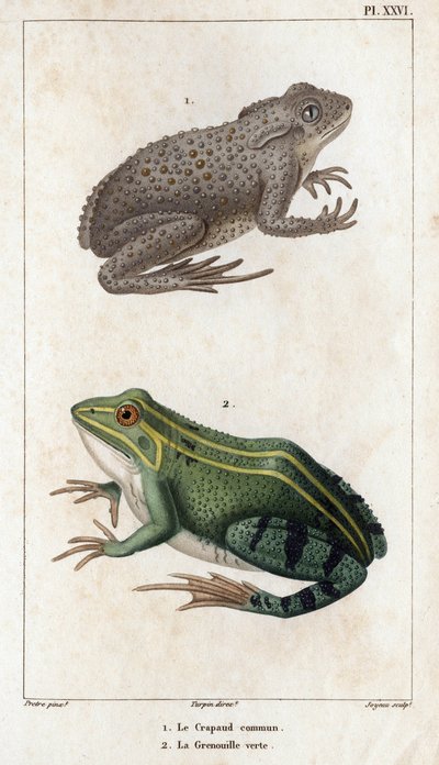 A közönséges varangy és a zöld béka.” Fauna des Mdecins vagy az állatok és termékeik története, Hippolyte Cloquet” – 6. kötet – 1825. alkotó: Hippolyte Cloquet