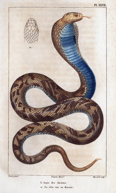 A vének aszpikja, a feje fent látható. Fauna des Mdecins vagy az állatok és termékeik története, Hippolyte Cloquet” – 6. kötet – 1825. alkotó: Hippolyte Cloquet