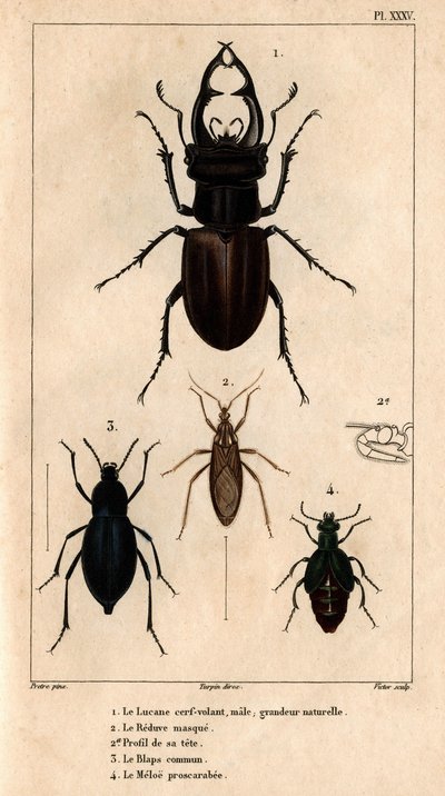 A hím sárkány tetőablak, natúr méret, a Reduve maszk, a közönséges blapok, a proscarabee Meloe in "" Fauna of the doctors or history of animal and products by Hippolyte Cloquet" - 6. kötet - 1825. alkotó: Hippolyte Cloquet