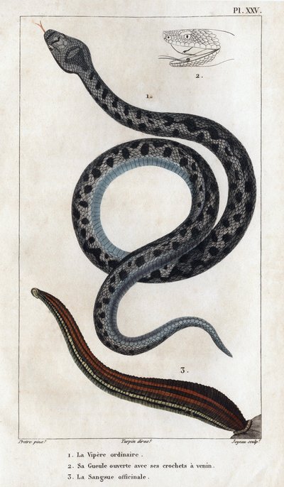 A közönséges Vipera, akinek a szája tátva van, és az agyarai méreg, az officinale Sangue. alkotó: Hippolyte Cloquet