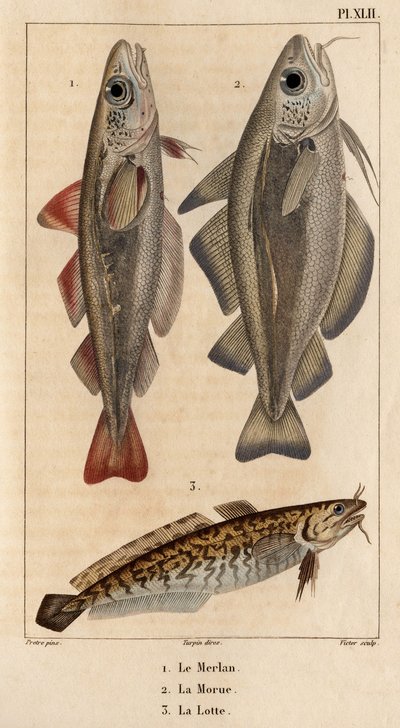 A vékonybajszú tőkehal, a tőkehal és a bojtornya.” Fauna des Mdecins vagy az állatok és termékeik története, Hippolyte Cloquet” – 6. kötet – 1825. alkotó: Hippolyte Cloquet