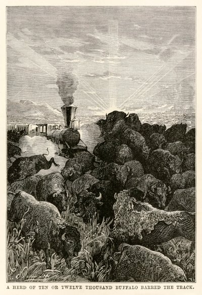 Tíz-tizenkétezer fős bivalycsorda zárta le a pályát, Jules Verne (1828-1905) nyolcvan nap alatt a világ körül, Louis Prevost metszet, 1873. alkotó: Hippolyte Leon Benett