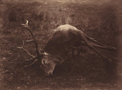 Halott szarvas,1857 (fotó) alkotó: Horatio Ross