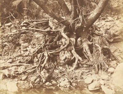 Fa gyökerek gubancával, 1853. alkotó: Hugh Owen