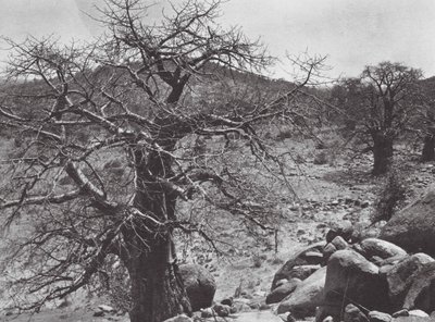 Afrika: Nuba (fekete-fehér fotó). alkotó: Hugo Adolf Bernatzik