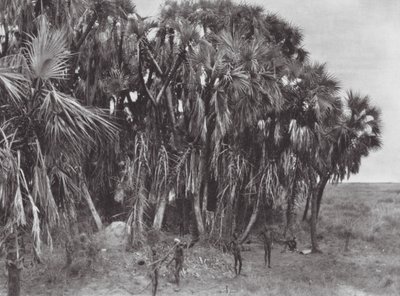 Afrika: Nuer vadászok egy pálmafában (s/w fotó) alkotó: Hugo Adolf Bernatzik