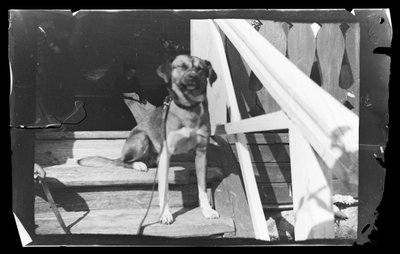 Balu a Rózsaszín Villa lépcsőjén alkotó: Hugo Simberg