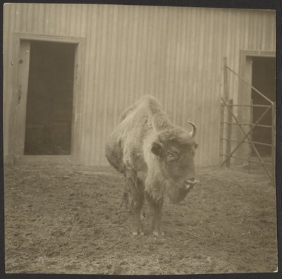 Bison alkotó: Iakob Vladimirovich Shteinberg