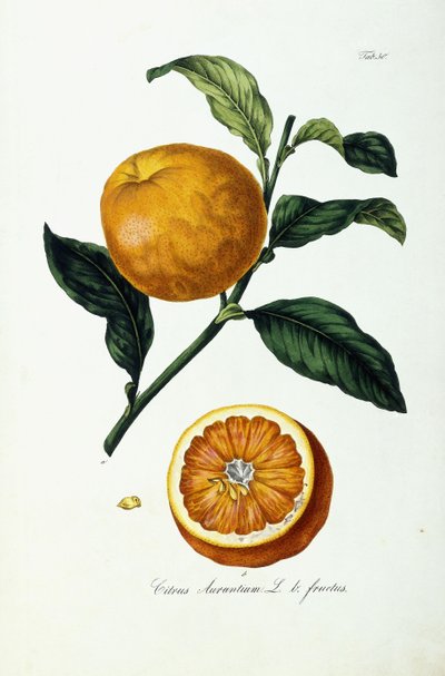 Narancssárga gyümölcs, citrusfélék alkotó: Ignaz (after) Strenzl