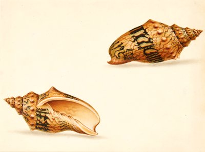 Shell-tanulmány (vegyes média) alkotó: Ignaz Von (manner of) Born