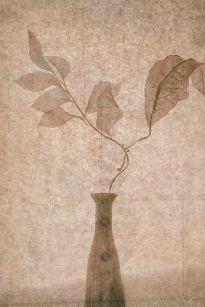 Finom Sepia Botanicals alkotó: Igor Tokarev
