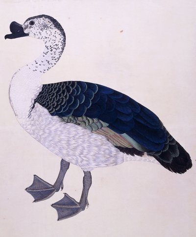 Fésűs kacsa, 1800 körül alkotó: Indian School