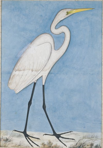 Egy nagy kócsag, Lucknow, 1790 körül alkotó: Indian School
