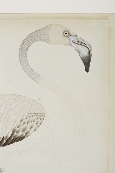 Flamingó, részlet, 1780 körül (átlátszatlan wc papíron) alkotó: Indian School