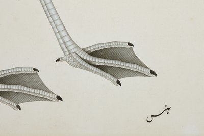 Flamingó, részlet, 1780 körül (átlátszatlan wc papíron) alkotó: Indian School