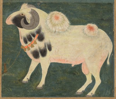 Egy királyi kos aranylánccal, kb. 1585 (átlátszatlan akvarell és arany papíron) alkotó: Indian School