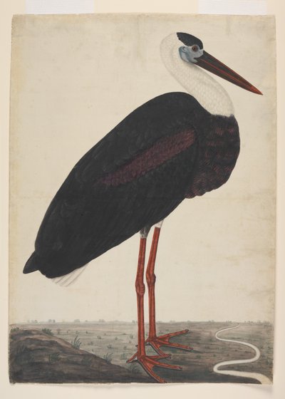 Fekete gólya tájban, 1780 körül (átlátszatlan akvarell európai papíron) alkotó: Indian School