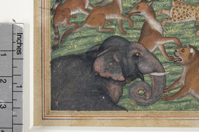 Részlet a Sakálból, aki királynak kiáltotta ki magát, 1560-65 körül (átlátszatlan wc és arany papíron) alkotó: Indian School