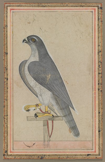Sólyom, 1770 körül (fedetlen akvarell, papír) alkotó: Indian School