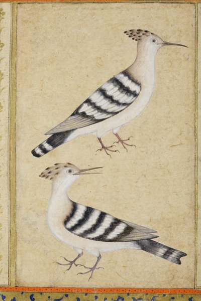 Hoopoes, 1590 körül (átlátszatlan wc és arany papíron) alkotó: Indian School