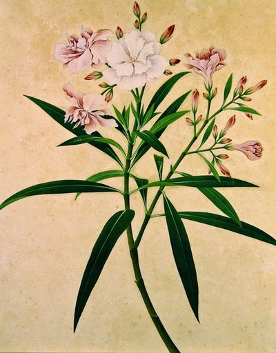 Oleander, 1840 körül (gouache) alkotó: Indian School