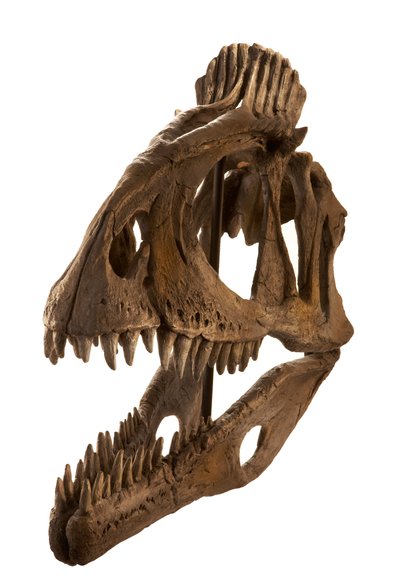 Cryolophosaurus öntvény az Augustana College-ban, Rock Island, Illinois. alkotó: Ira Block