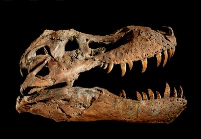 Tyrannosaurus Rex "Sue...." fosszilis koponyája. alkotó: Ira Block