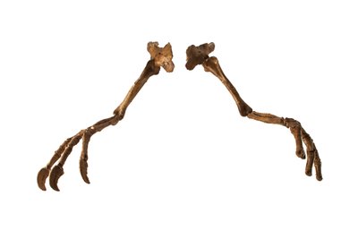 A Deinocheirus mongol dinoszaurusz, hatalmas karjaival és karmaival. alkotó: Ira Block