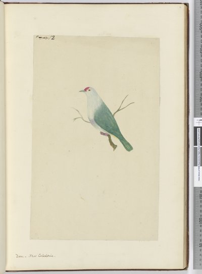 F.12 Galamb. Új-Kaledónia, 1772-75 (wc) alkotó: Isaac Smith