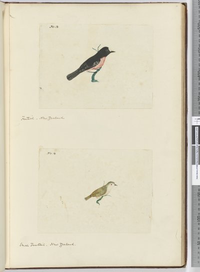 F.13 Fantail. Új-Zéland F.14 Kis fantail. Új-Zéland, 1772-75 (wc) alkotó: Isaac Smith