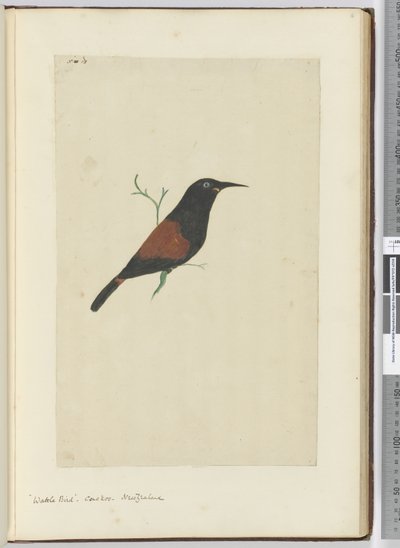 F.18 Bocsármadár. Kakukk. Új-Zéland, 1772-75 (wc) alkotó: Isaac Smith
